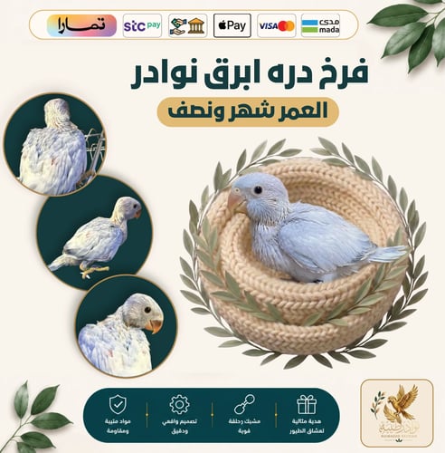 فرخ درة هولندي أبرق طفرة نادرة - أليف لعمر شهر ونص...
