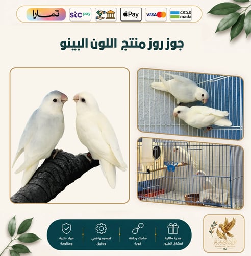 زوج طيور حب (روز) منتج - طفرة ألبينو بيور (أبيض عي...