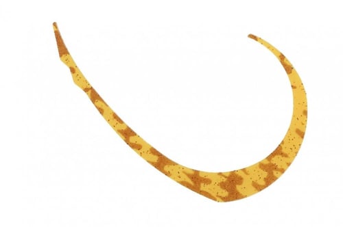 Jackal Nektie Curly 4pc/bag/ شرائط جاكال برائحة وط...