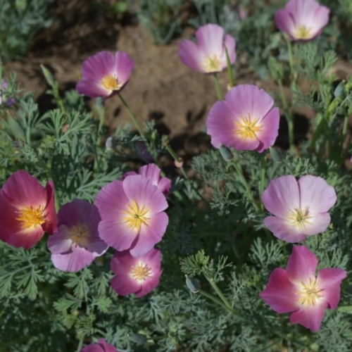 بذور زهور ديدحان كاليفورنيا الارجواني ( Eschscholz...