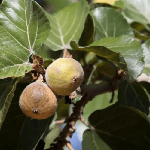 بذور شجرة الجميز ( Ficus sycomorus )