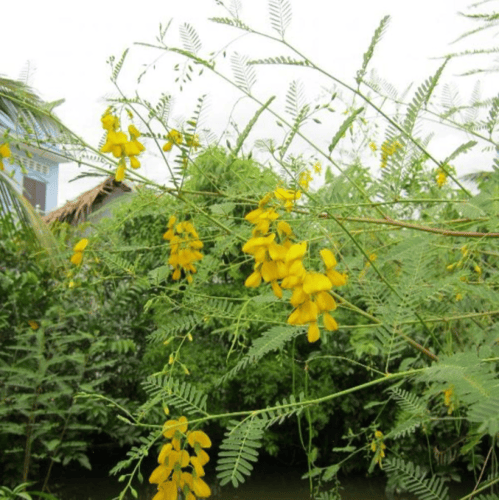 بذور شجيرة السيسبان الاصفر ( Sesbania sesban )