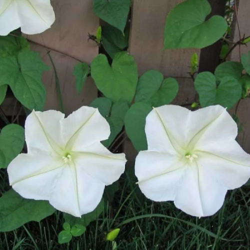 بذور زهرة القمر - متسلقة ايبوميا البيضاء ( Ipomoea...