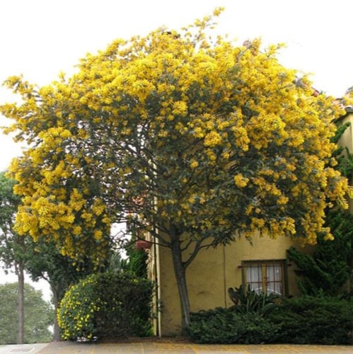 بذور شجرة أكاسيا بيليانا ( Acacia baileyana )