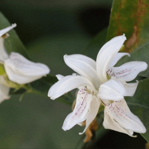 بذور شجرة الجميز ( Ficus sycomorus )