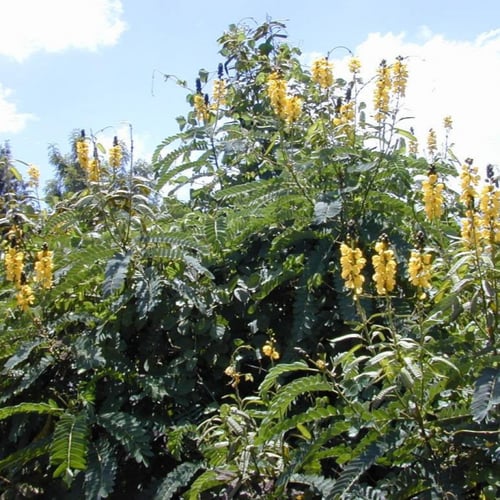 بذور شجيرة كاسيا ديديموبوتريا - شمعدان بني ( senna...