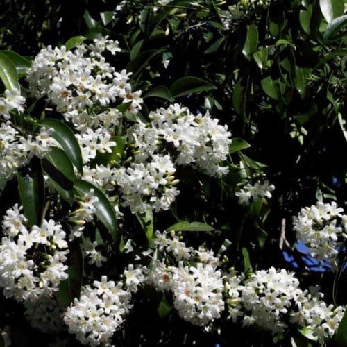 بذور شجرة كورديا البيضاء ( Cordia alliodora )