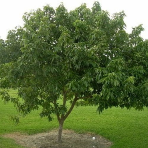 بذور فاكهة‬ ‫القشطة‬ ‫( Annona sp )