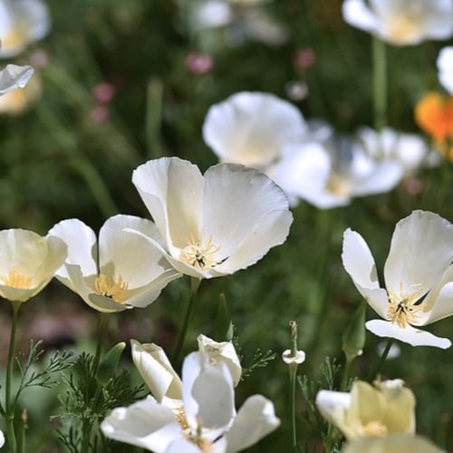 بذور زهور ديدحان كاليفورنيا الابيض ( Eschscholzia...