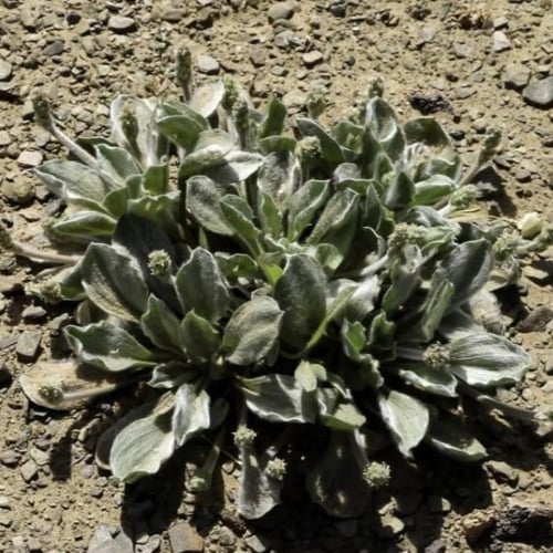 بذور عشبة القريطا - ربلة الوعر ( Plantago ciliata...