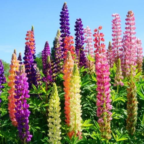بذور زهور الترمس الملون ( Lupinus polyphyllus )
