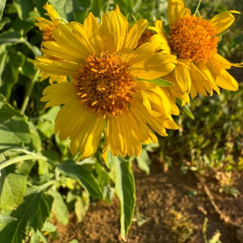 بذور نبات دوار الشمس البري ( Verbesina encelioides )