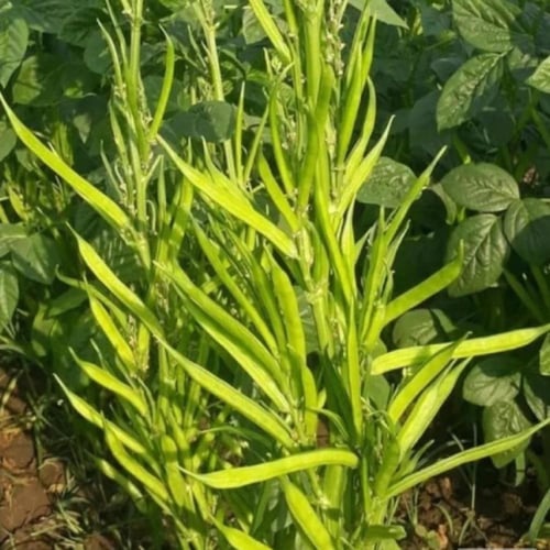 بذور نبات القوار ( Cyamopsis tetragonoloba )