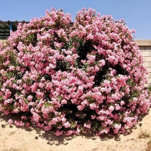 بذور الدفلى - الدفله الورديه (Nerium oleander)