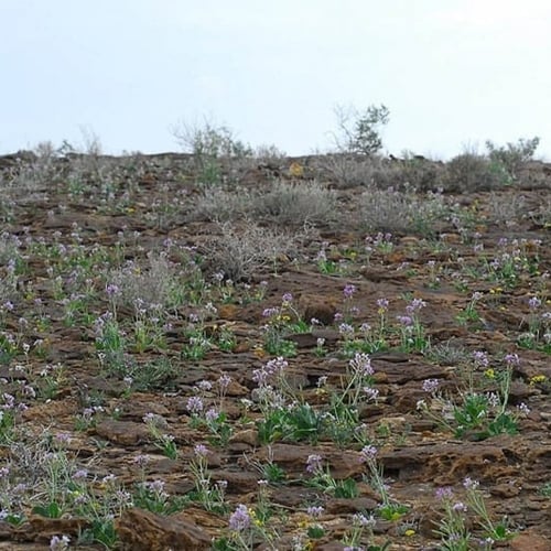 بذور عشبة اليهق - الجرجير البري ( Diplotaxis acris...