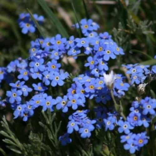 بذور زهرة اذن الفار ( Myosotis alpestris )