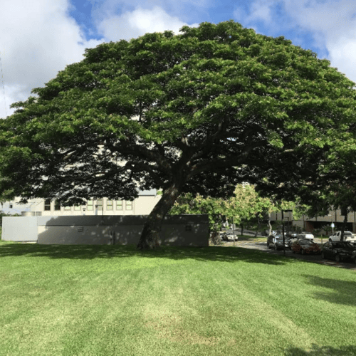 بذور شجرة لبخ سامان ( Albizia saman )