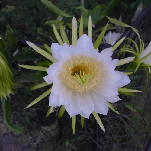 بذور فاكهة التنين - دراجون أصفر ( Selenicereus und...