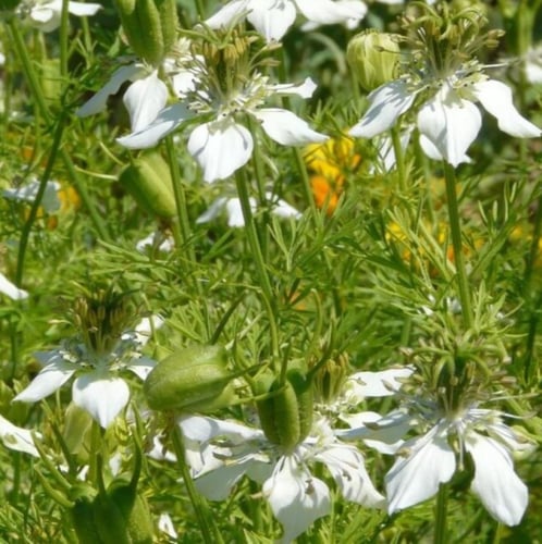 بذور حبة البركة - الحبة السوداء ( Nigella sativa )