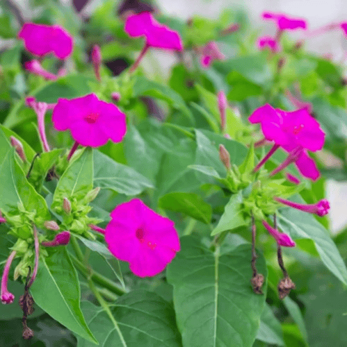 بذور زهرة شب الليل الوردية - الساعة الرابعة ( Mira...