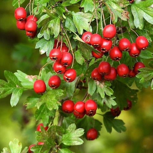 بذور شجرة الزعرور الانجليزي ( Crataegus laevigata...