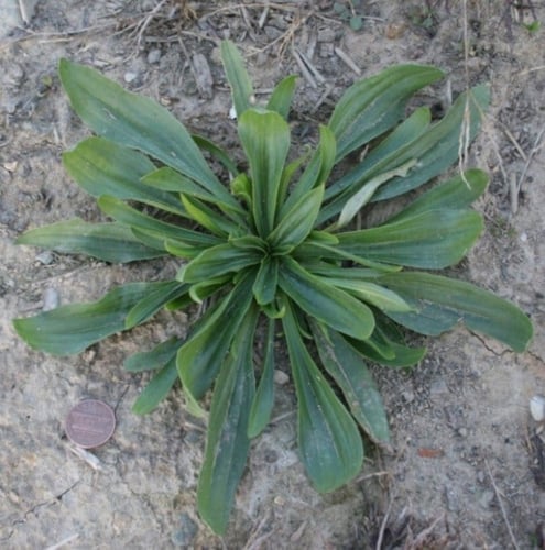 بذور ربلة القاطونة ( Plantago )