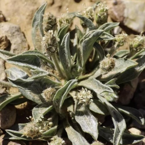 بذور عشبة القريطا - ربلة الوعر ( Plantago ciliata...