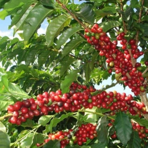 بذور شجيرة القهوة - البن العربي ( Coffea Arabica )