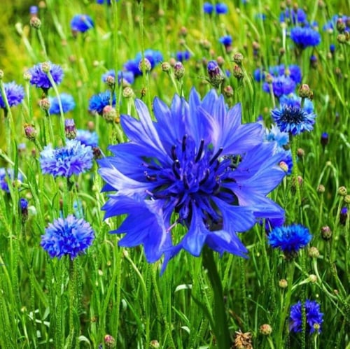 بذور زهرة سينتاوريا الزرقاء - ندى العنبر ( Centaur...