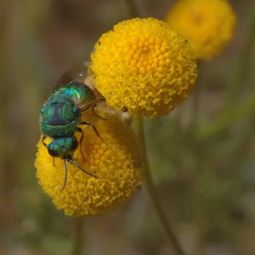 بذور القرقاص - القريص ( Aaronsohnia factorovskyi )