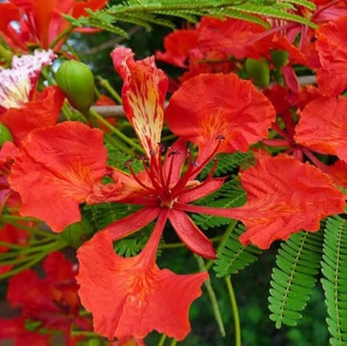 بذور شجرة البونسيانا‬ الحمراء ( Delonix regia )