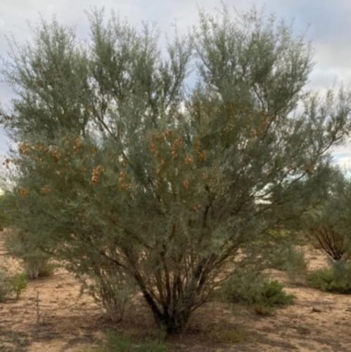 بذور شجرة سنط فيكتوريا ( Acacia victoriae )