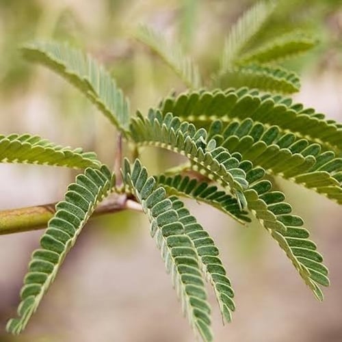 بذور طلح سيال الأحمر ( Acacia seyal )