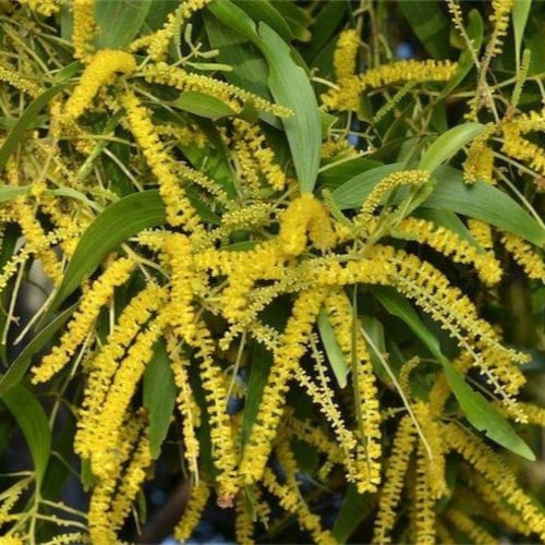 بذور شجرة طلح - أكاسيا اوريكوليفورميس‬ ( Acacia Au...