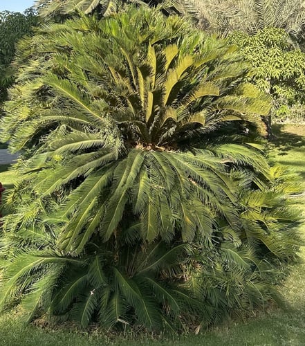 بذور نخيل سيكاس ( Cycas revoluta )