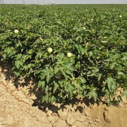 بذور شجيرة القطن المكسيكي ( Gossypium hirsutum )