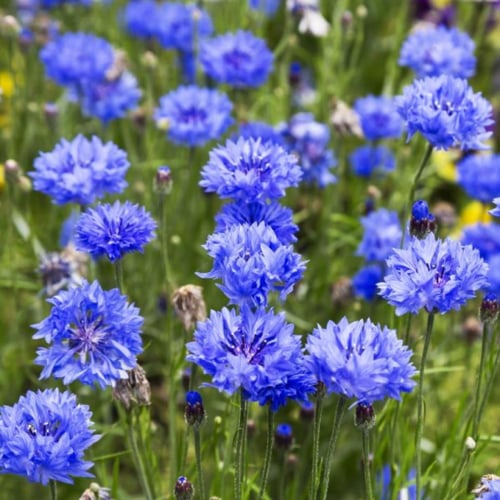 بذور سينتاوريا الزرقاء - ندى العنبر ( Centaurea cy...