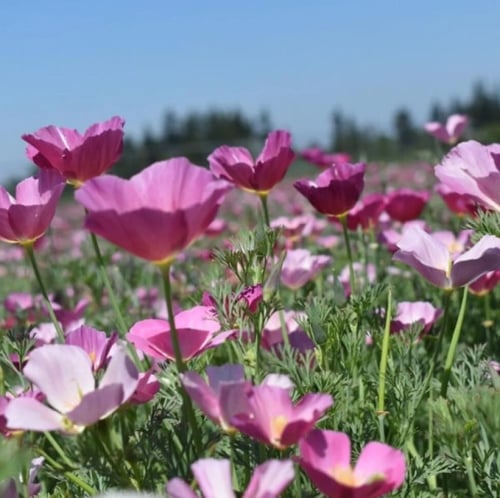 بذور زهور ديدحان كاليفورنيا الارجواني ( Eschscholz...