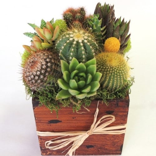 بذور الصباريات ( cactaceae )