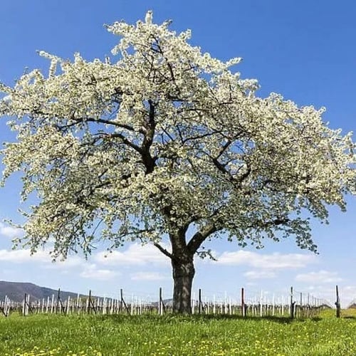 بذور شجرة الكرز الاسود ( Prunus serotina )