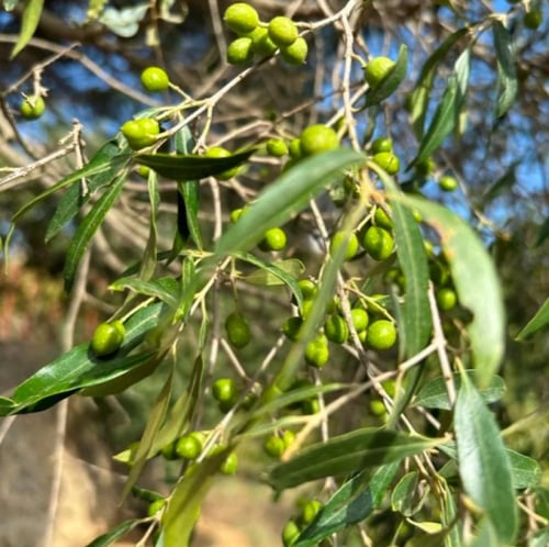 بذور شجرة العتم - الزيتون البري ( Olea europaea L...