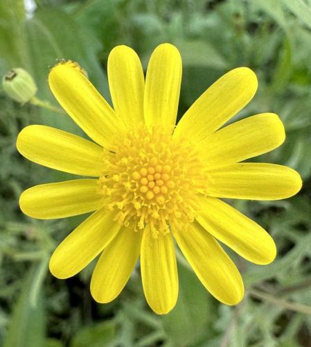 بذور عشبة الجرجار - النوير ( Senecio glaucus )