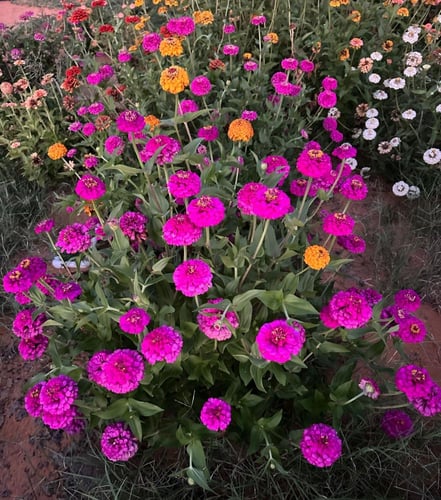 بذور زهرة الزينيا الارجوانية ( Zinnia elegans )