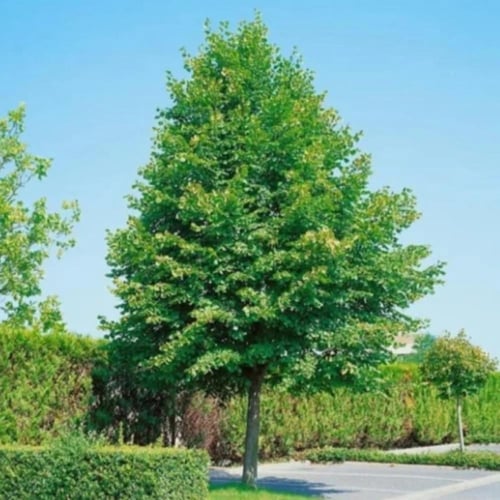 بذور شجرة الزيزفون الهولندي ( Tilia platyphyllos )