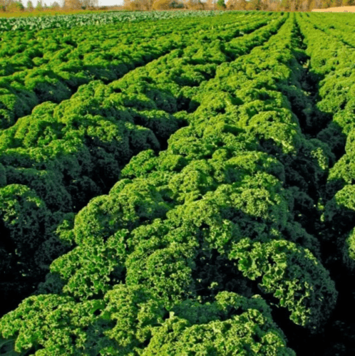 بذور نبات الكيل المجعد ( Brassica oleracea var )