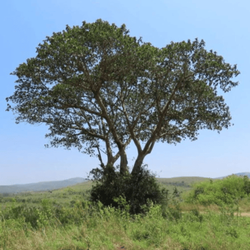بذور شجرة الجميز ( Ficus sycomorus )
