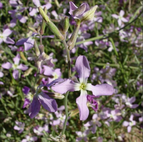 بذور الشقارى ( Matthiola longipetala )