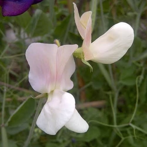‫بذور بسلة الزهور ‬( Lathyrus odoratus )