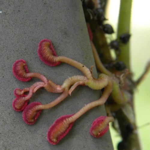 بذور متسلقة فرجينيا - الخميسة ( Parthenocissus qui...