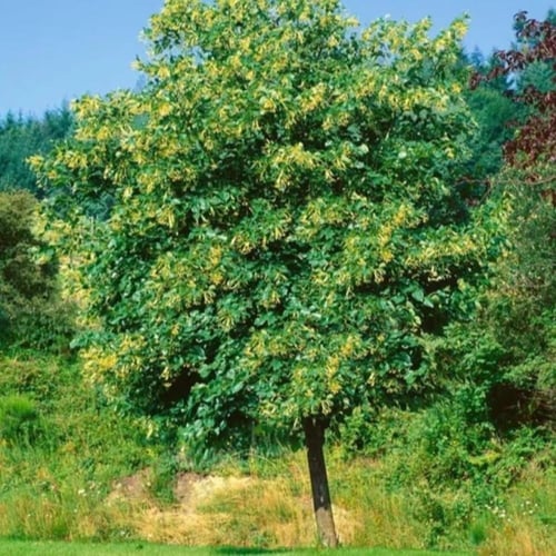 بذور شجرة الزيزفون الهولندي ( Tilia platyphyllos )
